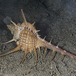 Murex tenuirostrum